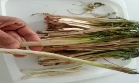 نحوه پاک کردن کنگر + عکس