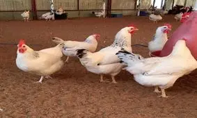 پاسخ به ۶ معمای مرغی/مرغ‌های تریاکی!