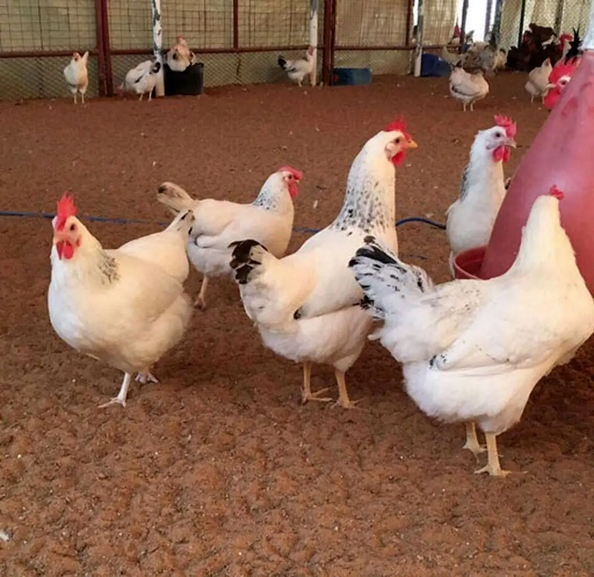 پاسخ به ۶ معمای مرغی/مرغ‌های تریاکی!