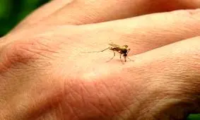 پیشگیری از گزش پشه و سایر حشرات