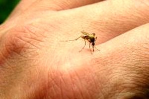 پیشگیری از گزش پشه و سایر حشرات