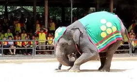 تصاویری دردناک از کشتن فیلی که مربی‌اش را کشت