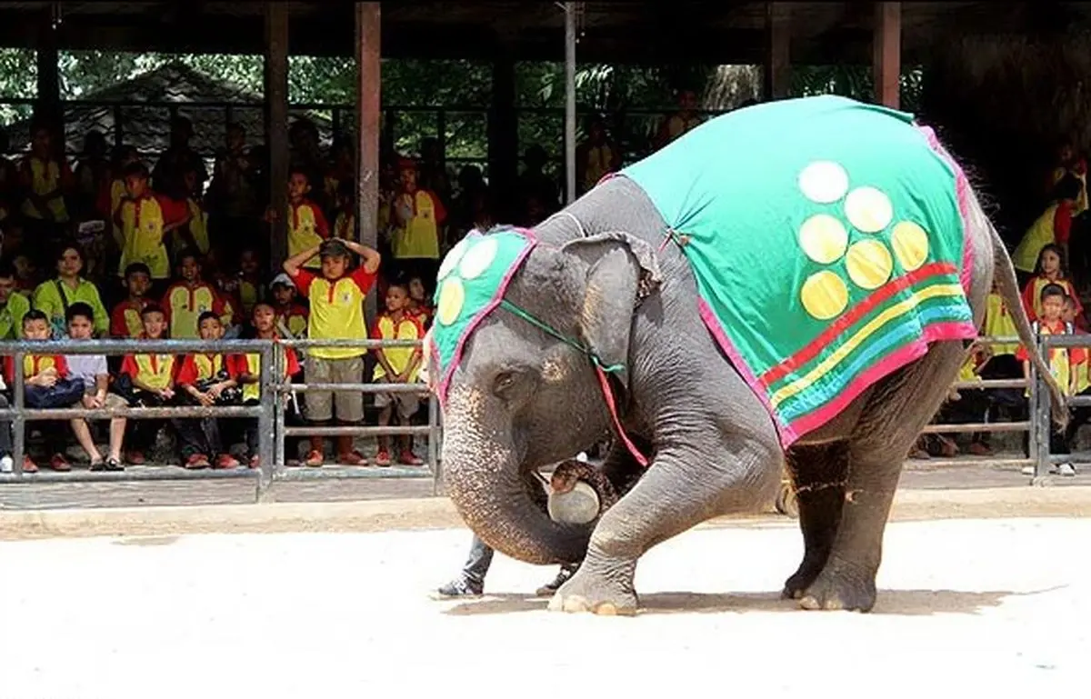 تصاویری دردناک از کشتن فیلی که مربی‌اش را کشت