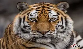  ببر هندی نخستین عمل پروتز پنجه جهان را دریافت کرد