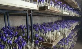 کشت گلخانه ای ایروپونیک زعفران در شیروان