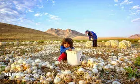 بیش از ۱۸۰۰ تن پیاز در نطنز برداشت شد