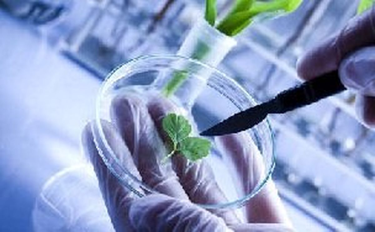 بررسی روشهای انتقال ژن در جنین جو در پژوهشکده بیوتکنولوژی کشاورزی