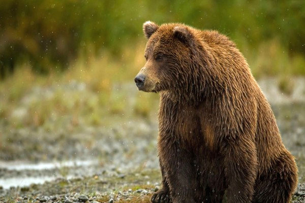 خرس وحشی باعث مرگ یک نفر در میانه شد