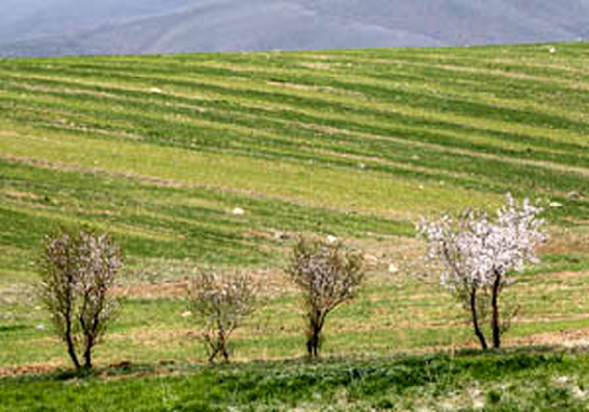 به جای گره زدن سبزه‌ها "نهال" بکارید