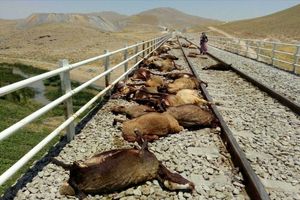 تصادف قطار با گله بی‌چوپان / ۴۷ راس گوسفند در جوین له شدند