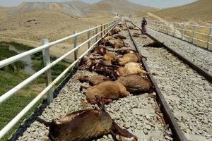تصادف قطار با گله بی‌چوپان / ۴۷ راس گوسفند در جوین له شدند