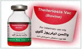 جلوگیری از خروج 1.5 میلیون دلار ارز با تولید 300 هزار دُز واکسن تیلریوز گاوی