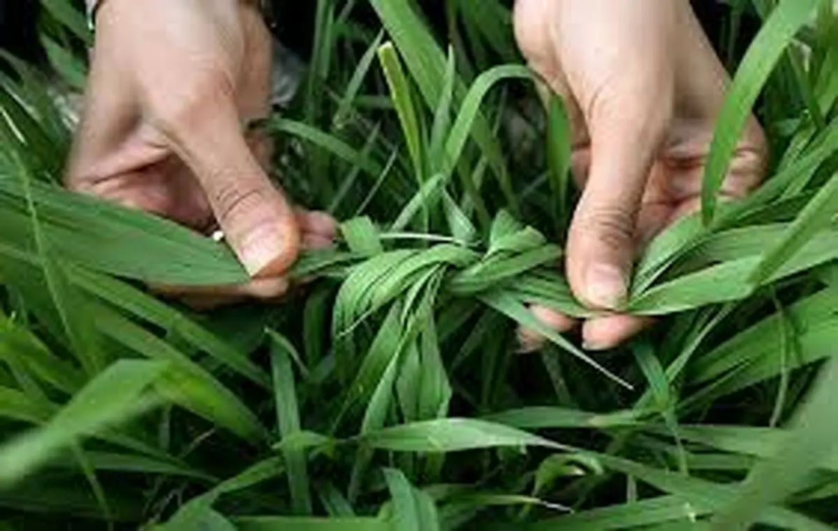 تاریخچه و رسوم‌ اصیل ۱۳ بدر