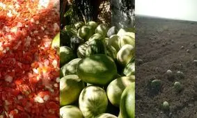 تخمه ژاپنی؛ محصول اسفراین