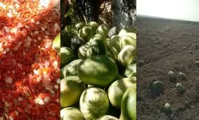 تخمه ژاپنی؛ محصول اسفراین