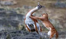 ۱۰ تصویر منتخب نشنال جئوگرافیک از طبیعت در سال ۲۰۱۹