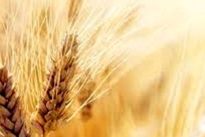 75 درصد گندم تهران از سایر استان‌های کشور تأمین می‌شود