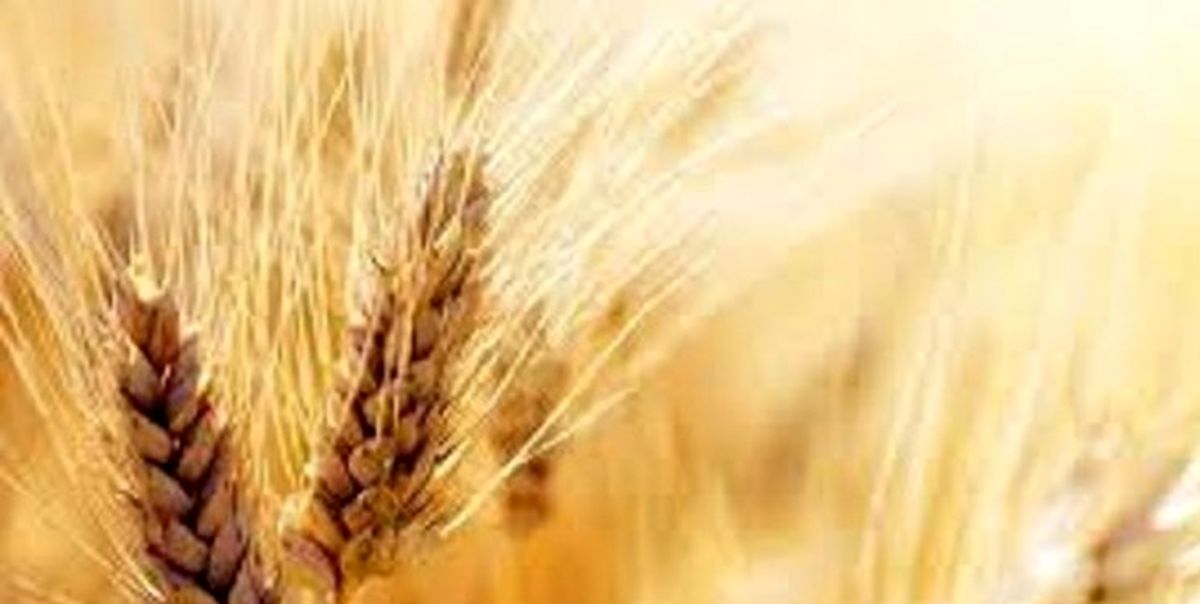 75 درصد گندم تهران از سایر استان‌های کشور تأمین می‌شود