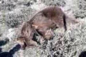 کشته شدن یک قلاده خرس قهوه‌ای در مشگین‌شهر