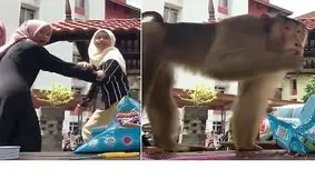 حمله وحشیانه میمون بازیگوش به سلفی دختران + فیلم