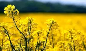 همکاری ایران وآلمان در زمینه بذر/ واردات ٦نوع رقم جدید کلزا و چغندرقند