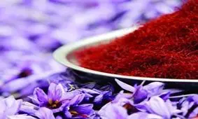 راه اندازی بزرگترین بازار گل زعفران شرق کشور در تربت حیدریه