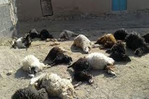 تلف شدن عجیب 107 گوسفند در مرودشت