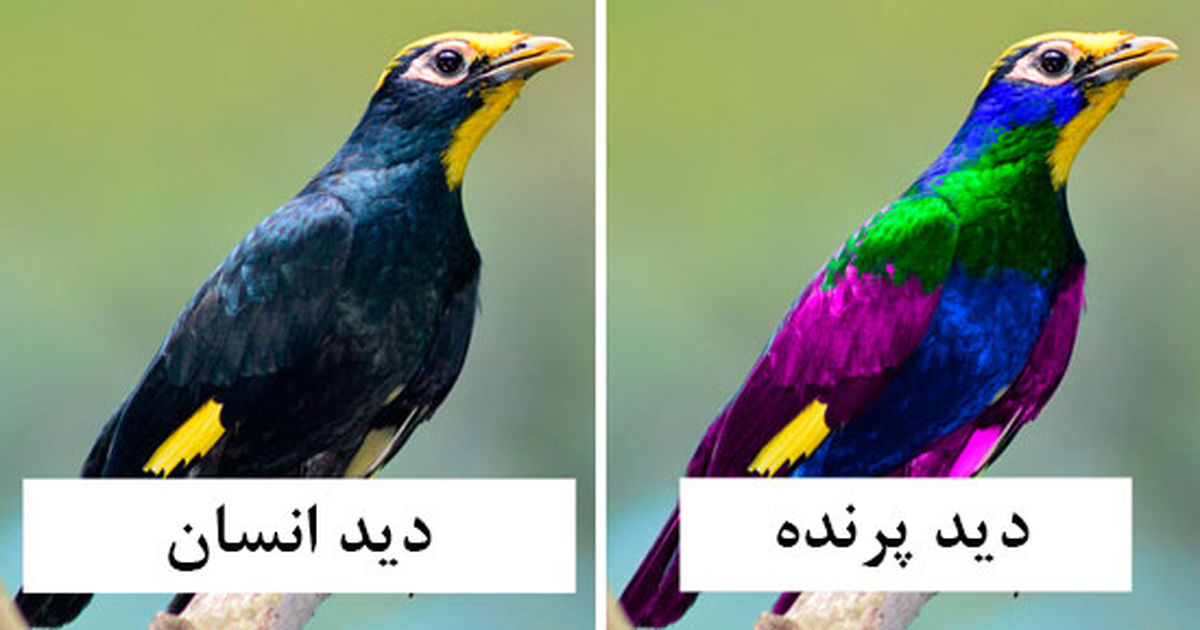 پرندهها دنیا را چگونه میبینند؟