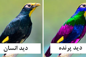 پرنده‌ها دنیا را چگونه می‌بینند؟