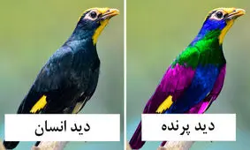 پرنده‌ها دنیا را چگونه می‌بینند؟