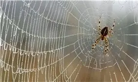 عنکبوت‌ها سالی 400 میلیون تُن غذا می‌خورند