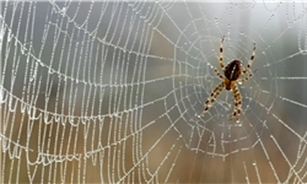 عنکبوت‌ها سالی 400 میلیون تُن غذا می‌خورند