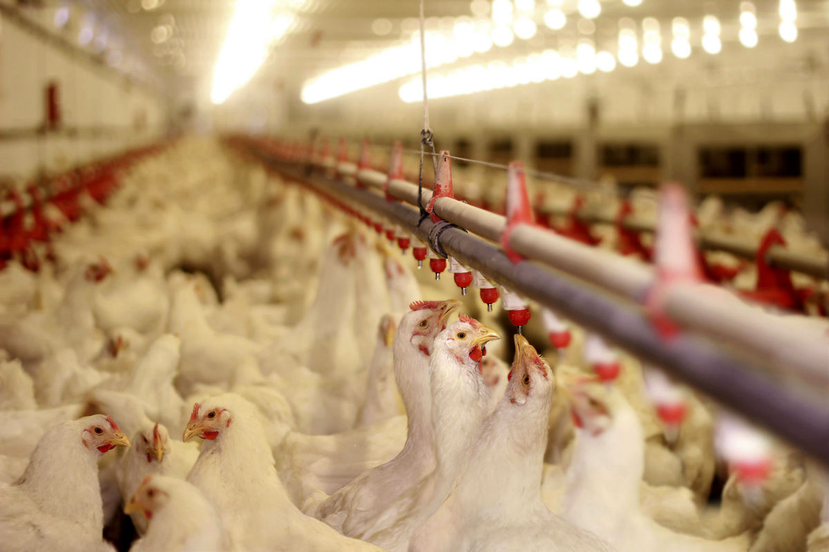 افزایش ۳۰۰ تومانی نرخ مرغ در بازار / قیمت مرغ به ۱۴ هزار تومان رسید
