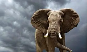 فیلم| نجات فیل گرفتار شده در گودال آب