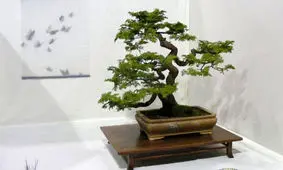 قدیمی‌ترین درخت بونسای در جهان