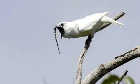 فیلم| پرنده‌ای با بلندترین صدا