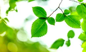 "انقلاب سبز" با تولید کود از برگ مصنوعی