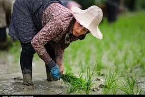 کشاورزان گیلانی از نشاء زودهنگام برنج خودداری کنند