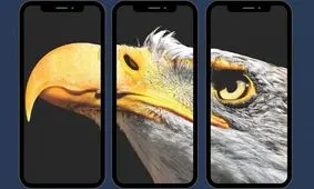 چگونه یک عقاب با ارسال پیامک از ایران پژوهشگران روسی را ورشکست کرد؟