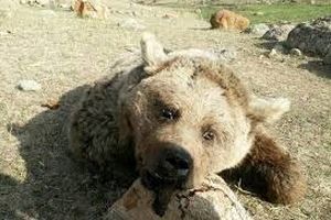 عامل کشتار خرس در ماکو شناسایی شد