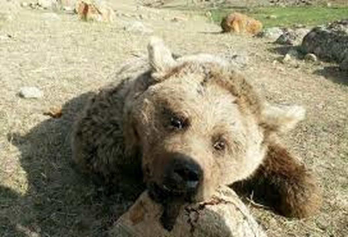 عامل کشتار خرس در ماکو شناسایی شد