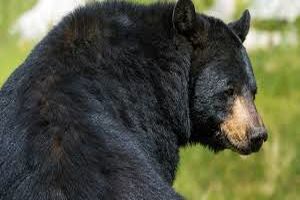 تکه پاره‌شدن مرد نیکشهری توسط خرس سیاه