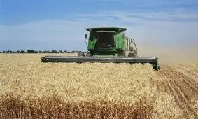 گندم در بازارهای جهانی ارزان شد