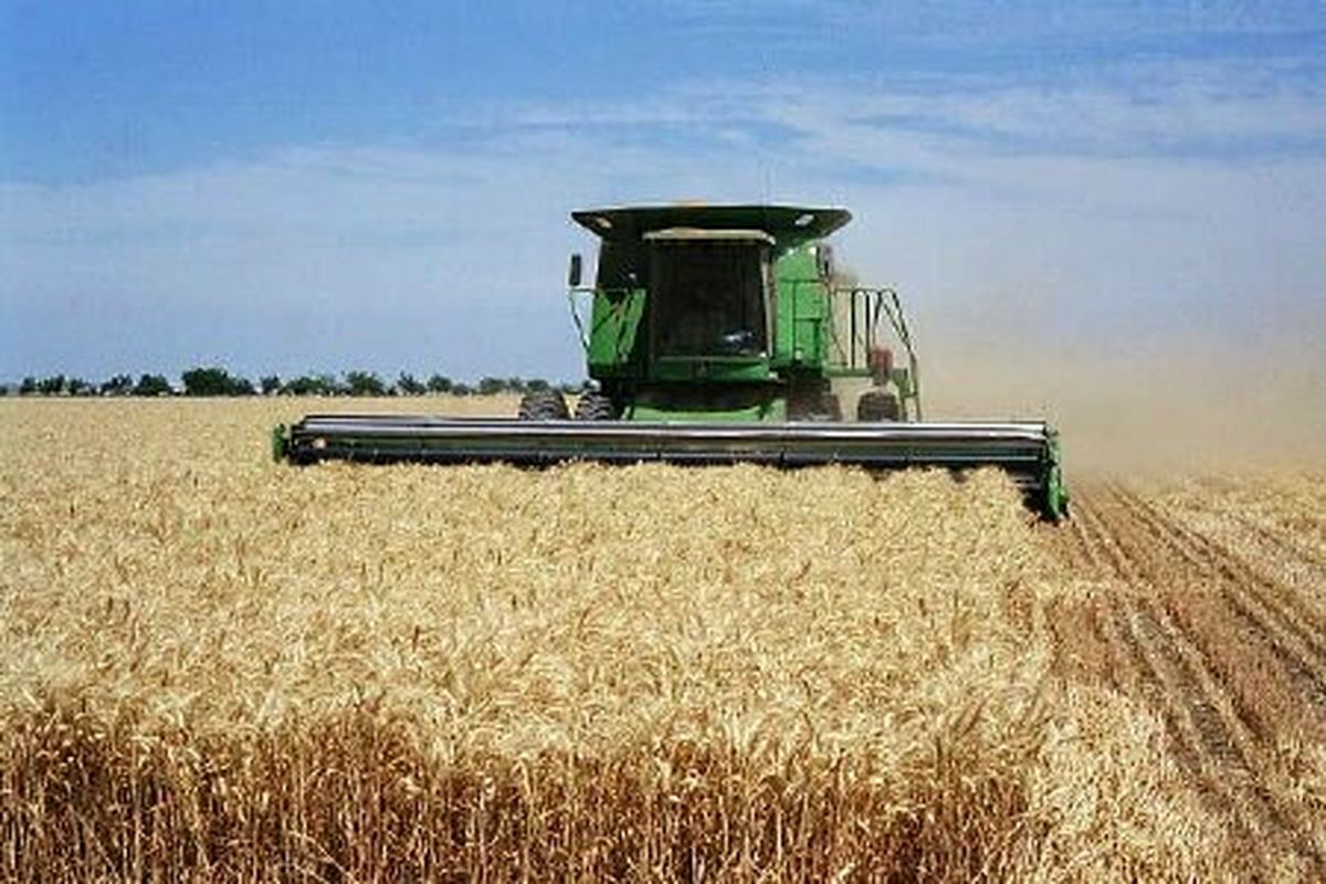 گندم در بازارهای جهانی ارزان شد