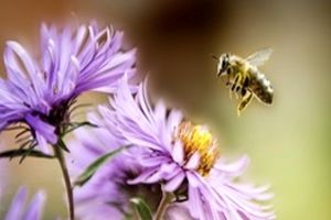 دارورسانی به مغز با زهر زنبور عسل/خیز جدید برای درمان آلزایمر