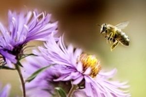 دارورسانی به مغز با زهر زنبور عسل/خیز جدید برای درمان آلزایمر
