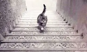 تست روانشناسی/ گربه بالا می‌رود یا پایین؟