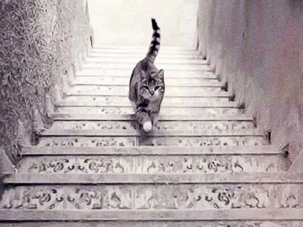 تست روانشناسی/ گربه بالا می‌رود یا پایین؟