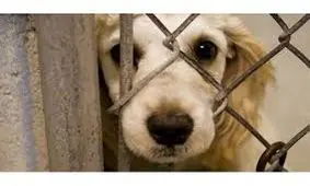 سگ‌آزاری یک زن تهرانی در اتوبان بابایی + فیلم