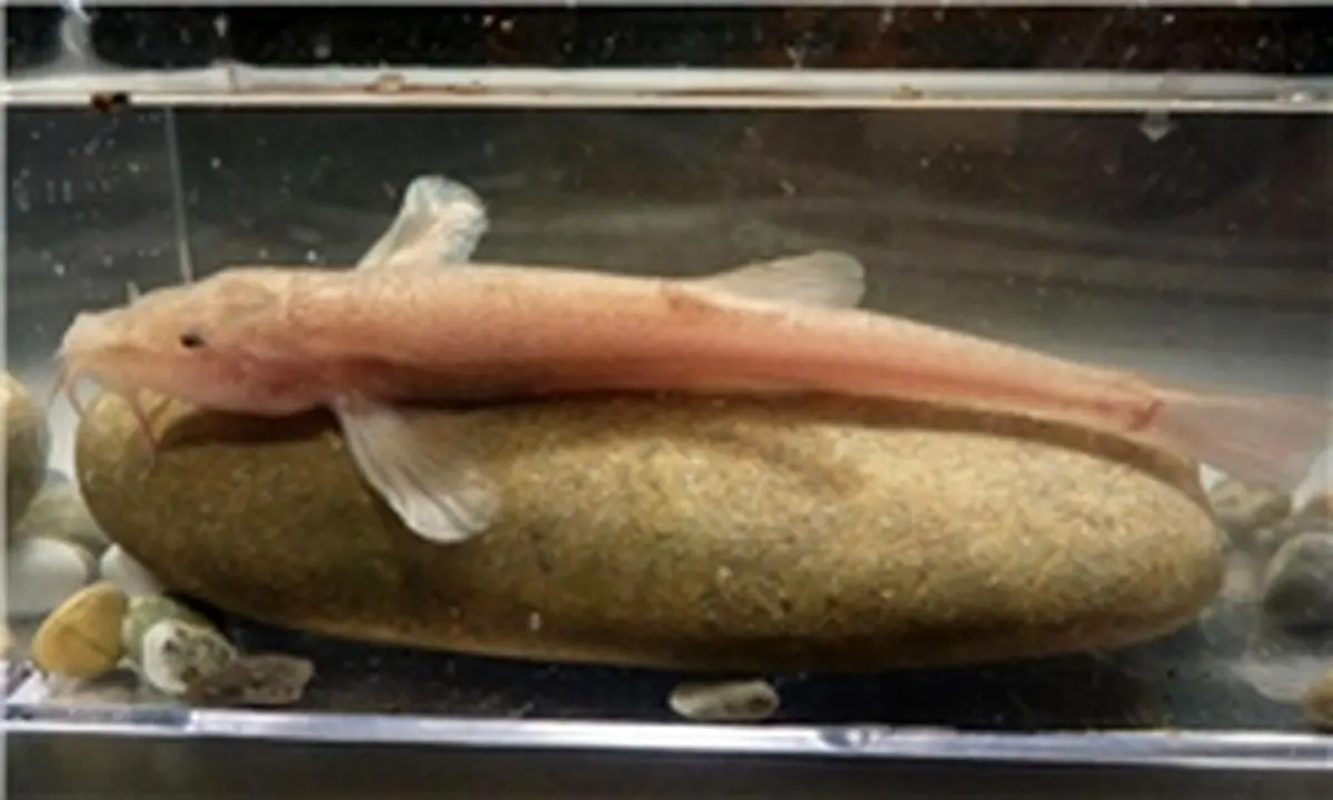 نخستین ماهی غارنشین اروپایی کشف شد
